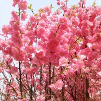 供應專業(yè)桃花苗 玉林桃花樹