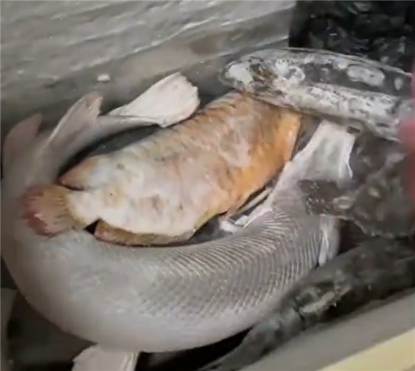 價值百萬,！男子囤7冰柜養(yǎng)死的名貴魚 網(wǎng)友：不用換水了