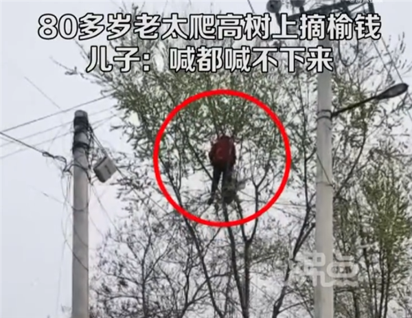 80多歲老太爬樹摘榆錢 喊都喊不下來：網(wǎng)友慚愧自己20歲都上不去