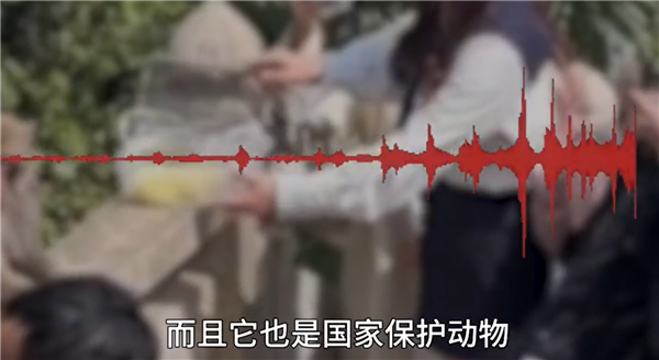 女子給猴子喂食被掌摑 景區(qū)回應(yīng)：含保險,、打疫苗可理賠